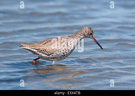 Horizontale Portrait von rotschenkel Tringa totanus, Nahrungssuche, im flachen Wasser in Feuchtgebieten. Stockfoto