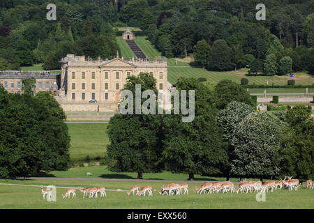 Damwild grasen im Park um Chatsworth House (Bild), Peak District Derbyshire England UK Stockfoto