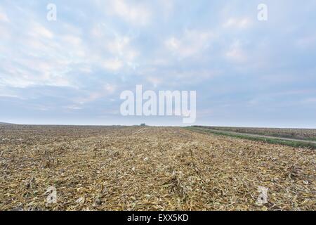 Stoppelfeld nach geernteten Mais. Herbstliche oder frühen Winterlandschaft mit ruhigen Farben. Stockfoto