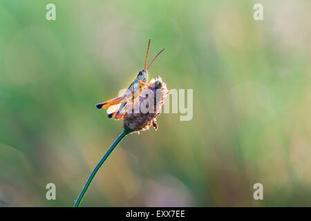 Schöne Heuschrecke ruht auf dem Rasen. Bunte Makro des Insekts. Stockfoto