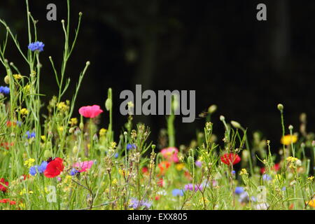 Schöne Wildblumenwiese in voller Blüte im Manor Lodge in der Stadt von Sheffield, South Yorkshire, England UK - Sommer Stockfoto