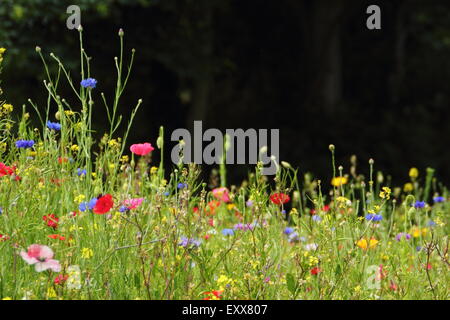 Schöne Wildblumenwiese in voller Blüte im Manor Lodge in der Stadt von Sheffield, South Yorkshire, England UK - Sommer Stockfoto