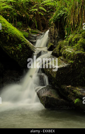 Kleiner Wasserfall im Wald in der Nähe von Stara Woods in East Cornwall Stockfoto