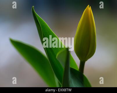 Schöne gelbe Tulpen Blumen hautnah. Natur-Hintergrund Stockfoto