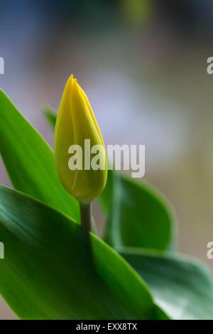 Schöne gelbe Tulpen Blumen hautnah. Natur-Hintergrund Stockfoto