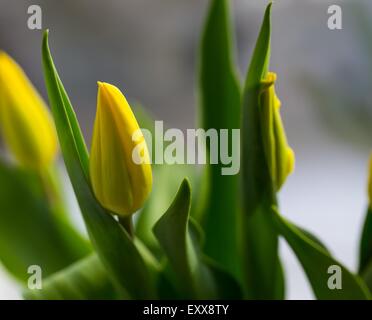 Schöne gelbe Tulpen Blumen hautnah. Natur-Hintergrund Stockfoto