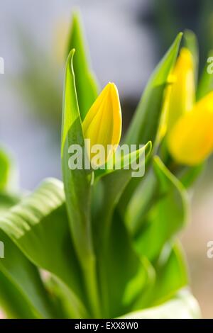 Schöne gelbe Tulpen Blumen hautnah. Natur-Hintergrund Stockfoto