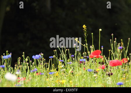 Wildblumenwiese in Sheffield Manor Lodge; Heimat von Impressionisten Pflanzung Schema, Sheffield South Yorkshire, UK - Textfreiraum Stockfoto