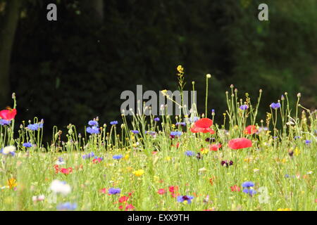 Wildblumenwiese in Sheffield Manor Lodge; Heimat von Impressionisten Pflanzung Schema, Sheffield South Yorkshire, UK - Textfreiraum Stockfoto