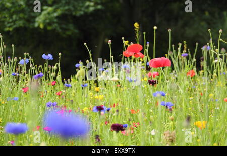 Wildblumenwiese in Sheffield Manor Lodge; Heimat von Impressionisten Pflanzung Schema, Sheffield South Yorkshire, UK - Textfreiraum Stockfoto