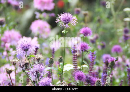 Eine elegante Auswahl an lila-farbenen Wildblumen wachsen auf einer Wiese in Sheffield Manor Lodge, Heimat von impressionistischen Bepflanzung Systeme Stockfoto