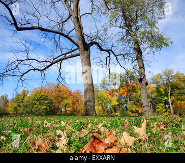 Bäume und Laub im Herbst, Sharon Woods, südwestlichen Ohio, USA Stockfoto