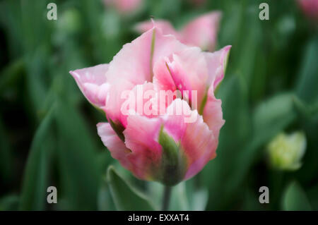Rosa einsame Tulpe im Groot-Bijgaarden Garden in der Nähe von Brüssel, Belgien Stockfoto