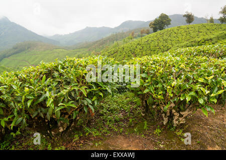 Tee-Plantagen Munnar Indien Stockfoto