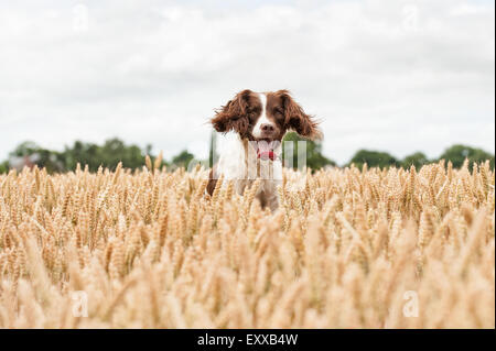 Springer Spaniel Hund im Weizenfeld springen und springen, Spaß haben Stockfoto