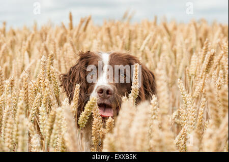 Springer Spaniel Hund im Weizenfeld springen und springen, Spaß haben Stockfoto