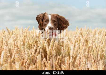 Springer Spaniel Hund im Weizenfeld springen und springen, Spaß haben Stockfoto