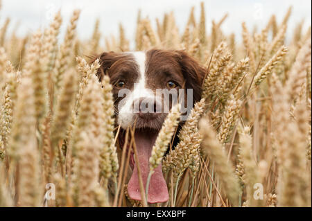 Springer Spaniel Hund im Weizenfeld springen und springen, Spaß haben Stockfoto