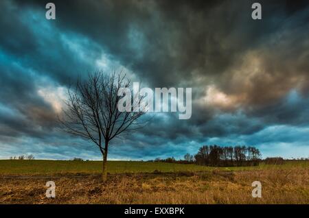 Schöne Landschaft mit dramatischer Himmel über verdorrte Bäume auf Feld. Majestätische Gewitterhimmel Stockfoto