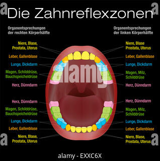 Zähne Reflexzonenmassage Chart - alternative Gesundheit Zahnpflege der bleibenden Zähne und die entsprechenden inneren Organe. DEUTSCHE BESCHRIFTUNG! Stockfoto