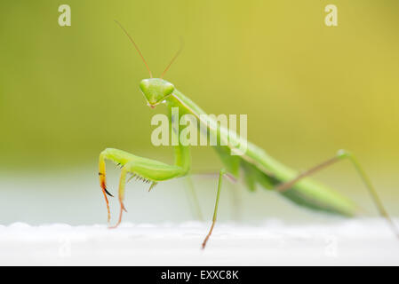 Gottesanbeterin, close-up Stockfoto