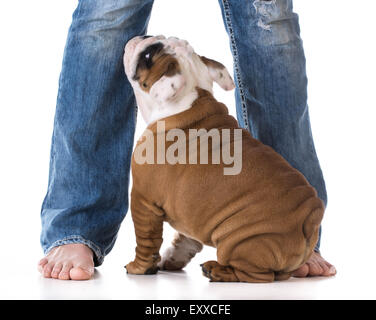 Frauenbeine mit Welpen suchen up - bulldog Stockfoto