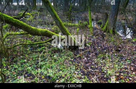 Wald-Feuchtgebiete. Schöne grüne Frühling Landschaft mit altem Baumbestand Stockfoto