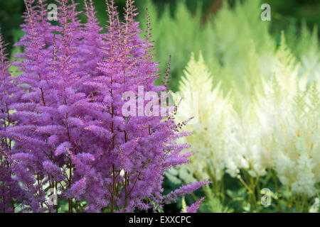 Astilbe X arendsii. Amethyst Blume Stockfoto