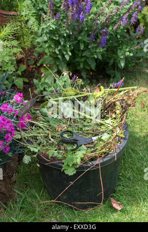 Clearing von abgestorbenen Pflanzen und Unkraut aus dem Garten in einem Eimer Stockfoto