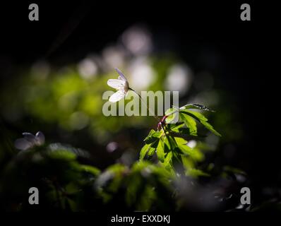 Schöne weiße Frühling Anemonen Blüten. Ersten Frühling Blumen blühen im Wald. Stockfoto