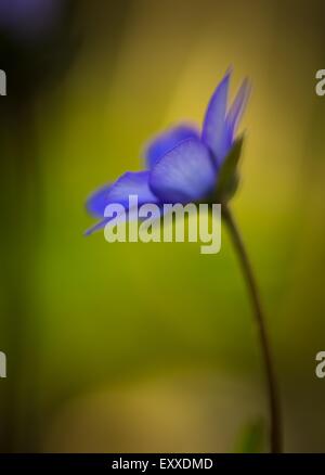 Schöne blaue Frühling Liverworts (Hepatica Nobilis) fotografiert im Frühjahr Polnisch Wald Stockfoto