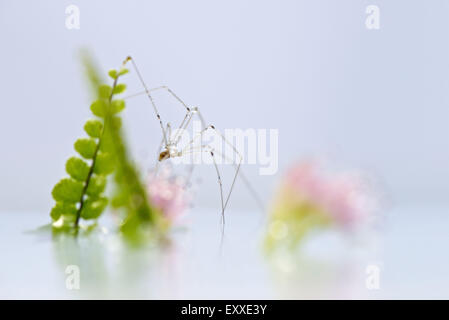 Zarte Spinne, close-up Stockfoto