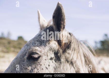 Pferd, close-up Stockfoto