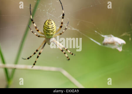 Spinne gebänderten Wespenspinne (Argiope Trifasciata) Stockfoto