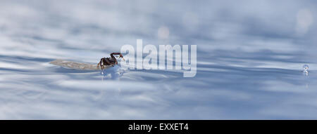 Spinne auf Verunreinigungen im Wasser schweben Stockfoto