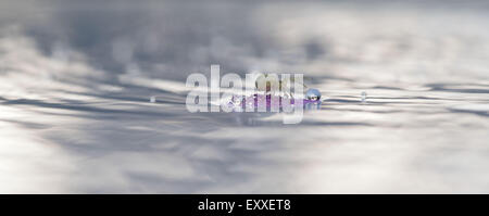 Spinne auf Verunreinigungen im Wasser schweben Stockfoto