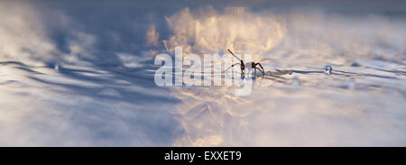 Spinne auf Verunreinigungen im Wasser schweben Stockfoto