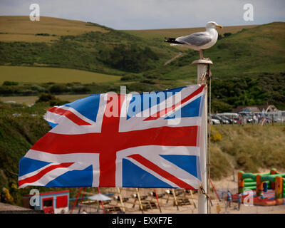 Silbermöwe auf eine Fahnenstange fliegen ein Union Jack Flagge, Woolacombe, Devon, UK Stockfoto