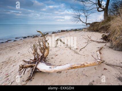 Beautifu felsigen Küste mit Treibholz Bäume Stämme bei Sonnenaufgang oder Sonnenuntergang. Ostsee-Küste Stockfoto