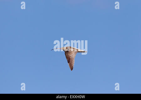 Eurasische Brachvogel (Numenius Arquata) im Flug gegen blauen Himmel Stockfoto