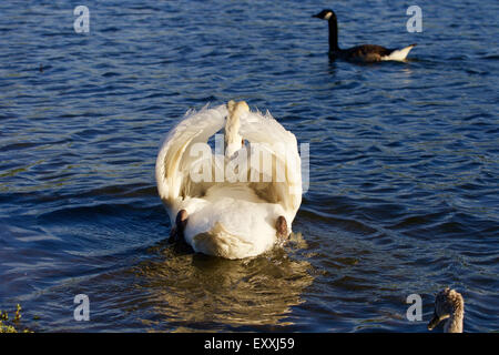 Der Schwan ist bemüht die Gans angreifen Stockfoto