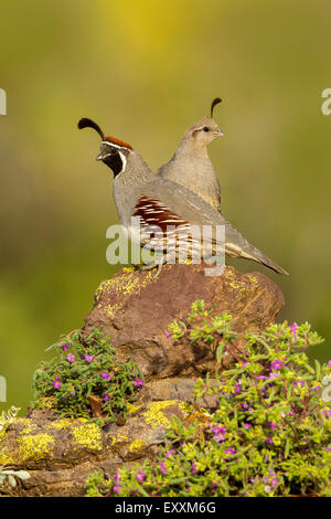 Die Gambels Wachteln Art Gambelii Tucson, Arizona, USA 21 kann erwachsenen männlichen & weiblichen Phasianidae Stockfoto