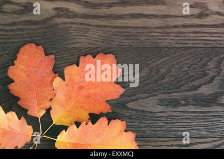 Vintage getönten Herbst, das Eichenlaub für Hintergrund Stockfoto