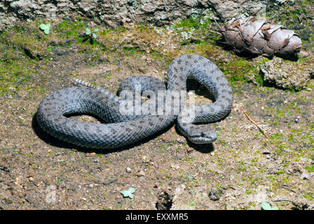 Twin-spotted Klapperschlange Crotalus Pricei Chiricahua Bergen, Cochise County, Arizona, USA August Erwachsene V Stockfoto