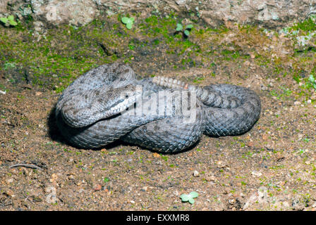 Twin-spotted Klapperschlange Crotalus Pricei Chiricahua Bergen, Cochise County, Arizona, USA August Erwachsene V Stockfoto