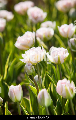 Brightwater Gärten, Saxby, Lincolnshire, UK. Frühling, April 2015. Stockfoto