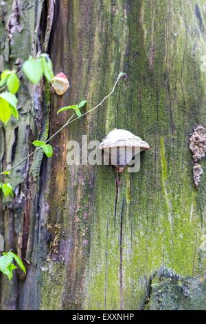 Nahaufnahme von Baumstamm mit wachsender Hub. Parasect Pilz auf Baum. Stockfoto