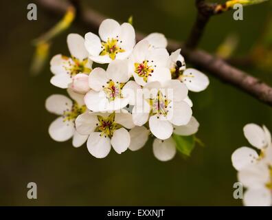 Schöne blühende Baum Apfelzweig. Nahaufnahme von Apple Blumen. Stockfoto