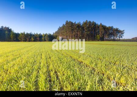 Grünen Wiese Landschaft mit kleinen Getreidepflanzen. Frühling-Sonnenaufgang-Landschaft Stockfoto