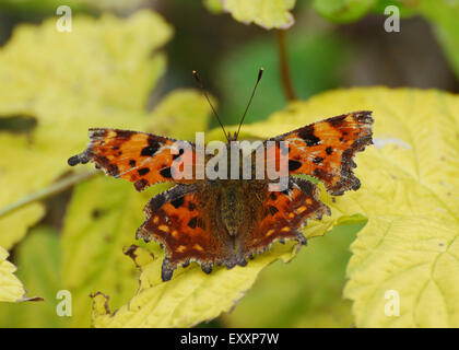 Komma-Schmetterling auf gelbes Blatt Stockfoto